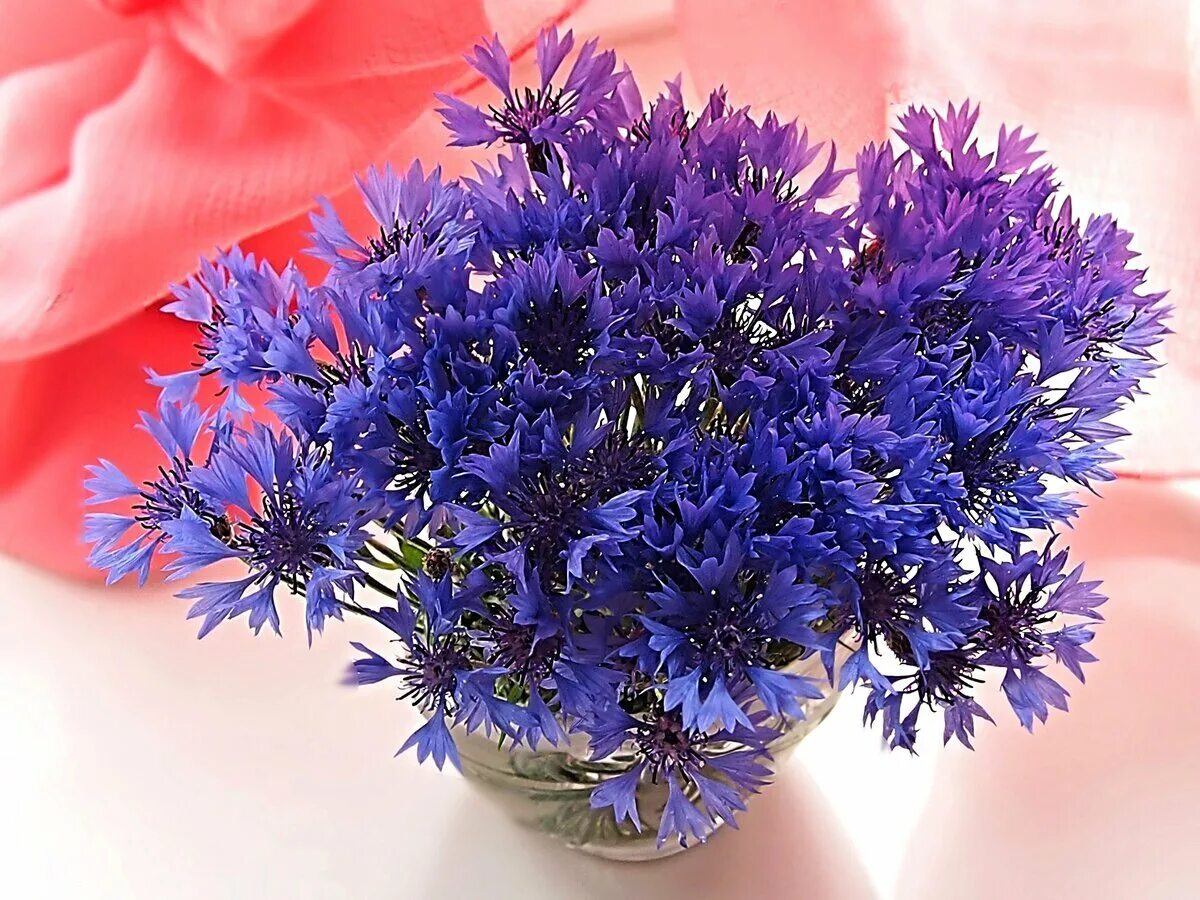 с днем рождения василек. с днем рождения василек. с днем рождения василек. васильки открытки. красивый букет васильков.