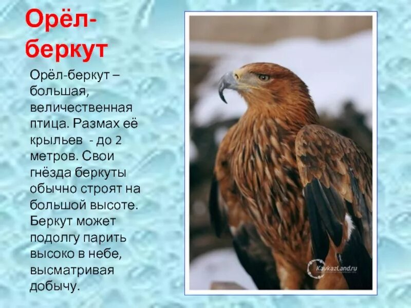 Стихотворение про орлов. Рассказ о Беркуте 2 класс окружающий мир. Птицы красной книги. Беркут красная книга. Орёл Беркут фото и описание.