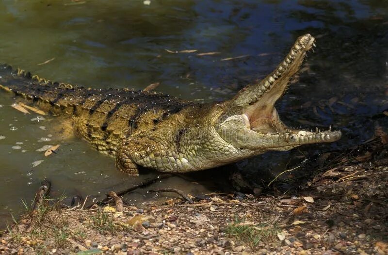 Узкорылый крокодил 6. Африканский узкорылый крокодил (crocodylus cataphractus). Австралийский узкорылый крокодил. Узкорылый крокодил 6. Австралийский узкорылый крокодил.