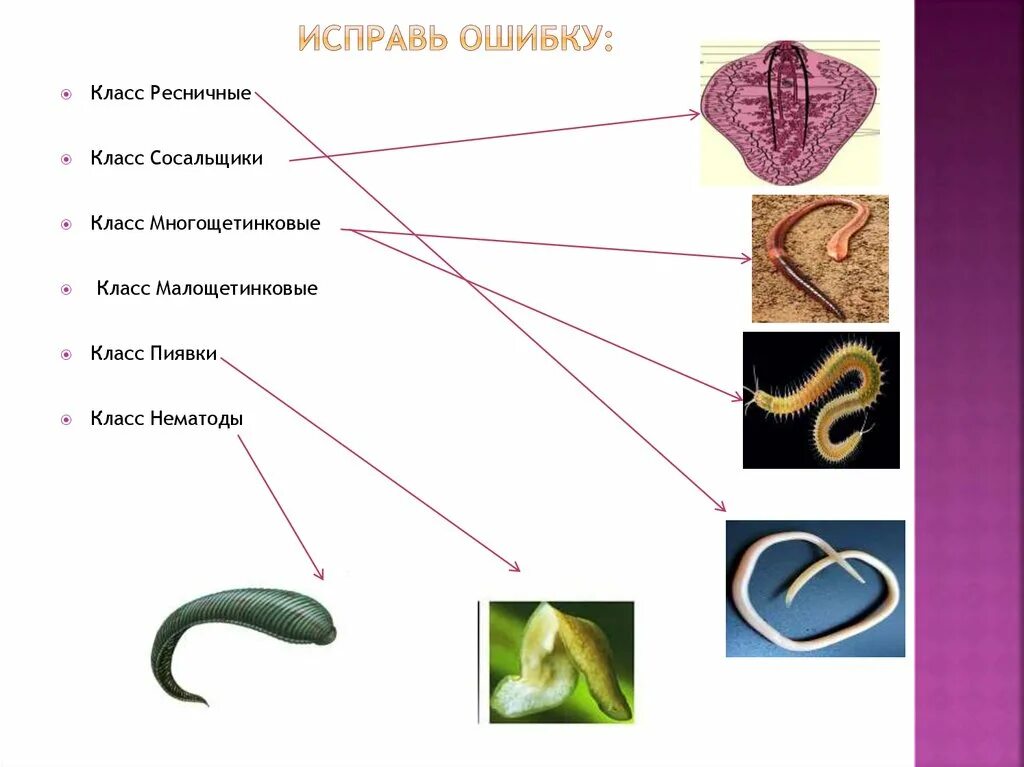 Три класса червей