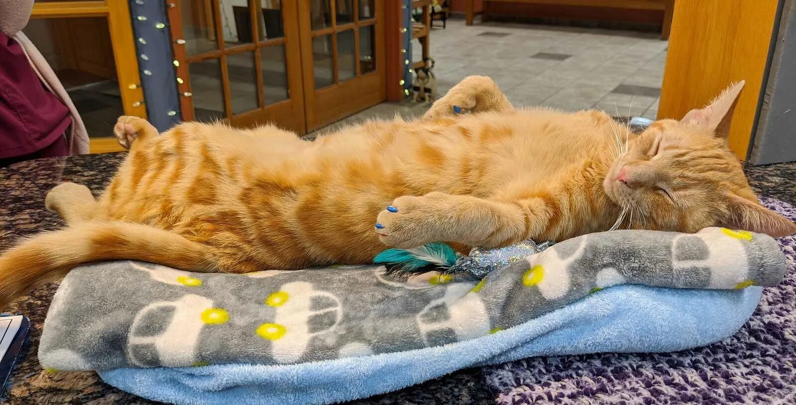 Кошка ложится на вещи хозяина. Кошка ложится на вещи хозяина. Котик в командировке. Кошка лежит на человеке. Котик трется.
