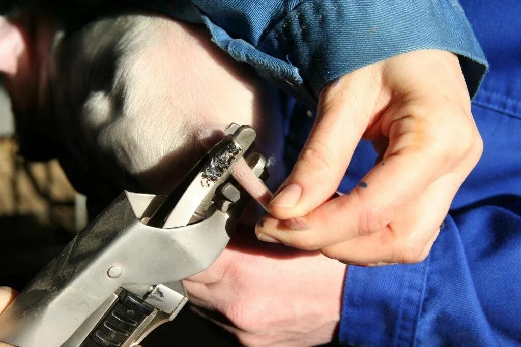 Купирование ушей у добермана. Купирование хвоста у собак. Купирование хвоста у собак. Обрезание хвостов. Купирование хвоста у добермана стандарт.