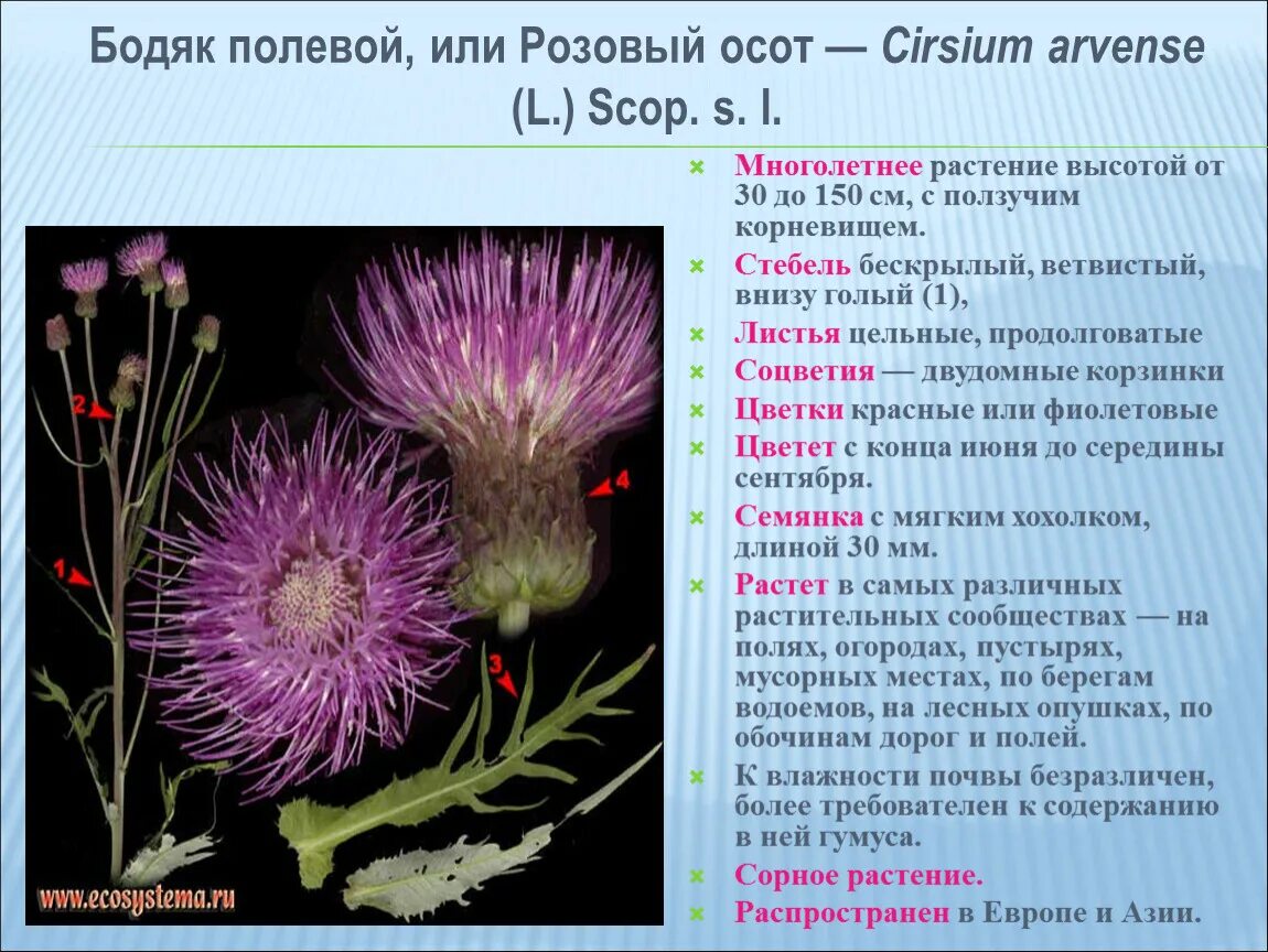 Чертополох описание. Бодяк полевой Покрытосеменные. Строение цветка Бодяк полевой. Бодяк полевой Cirsium arvense (l.) SCOP.. Осот розовый Бодяк полевой.