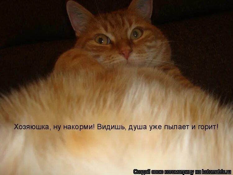 покорми кота. кто девушку обедает тот её и танцует. накормить кошку. ну накорми ее. диета картинки прикольные.