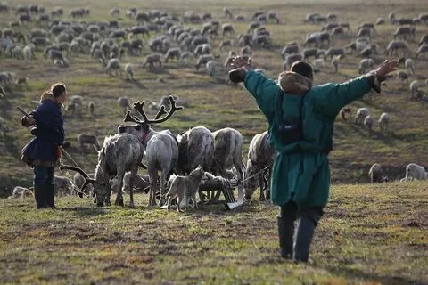 Лесотундра хозяйственная деятельность человека