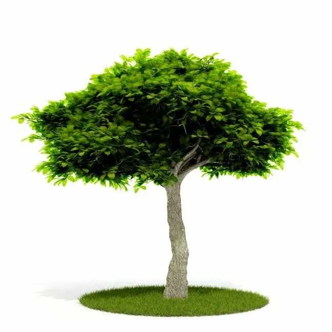 Дерево 3 17. Дерево 3д. Деревья для моделирования. Дерево 3д модель. Бамбуковое дерево 3д модель.