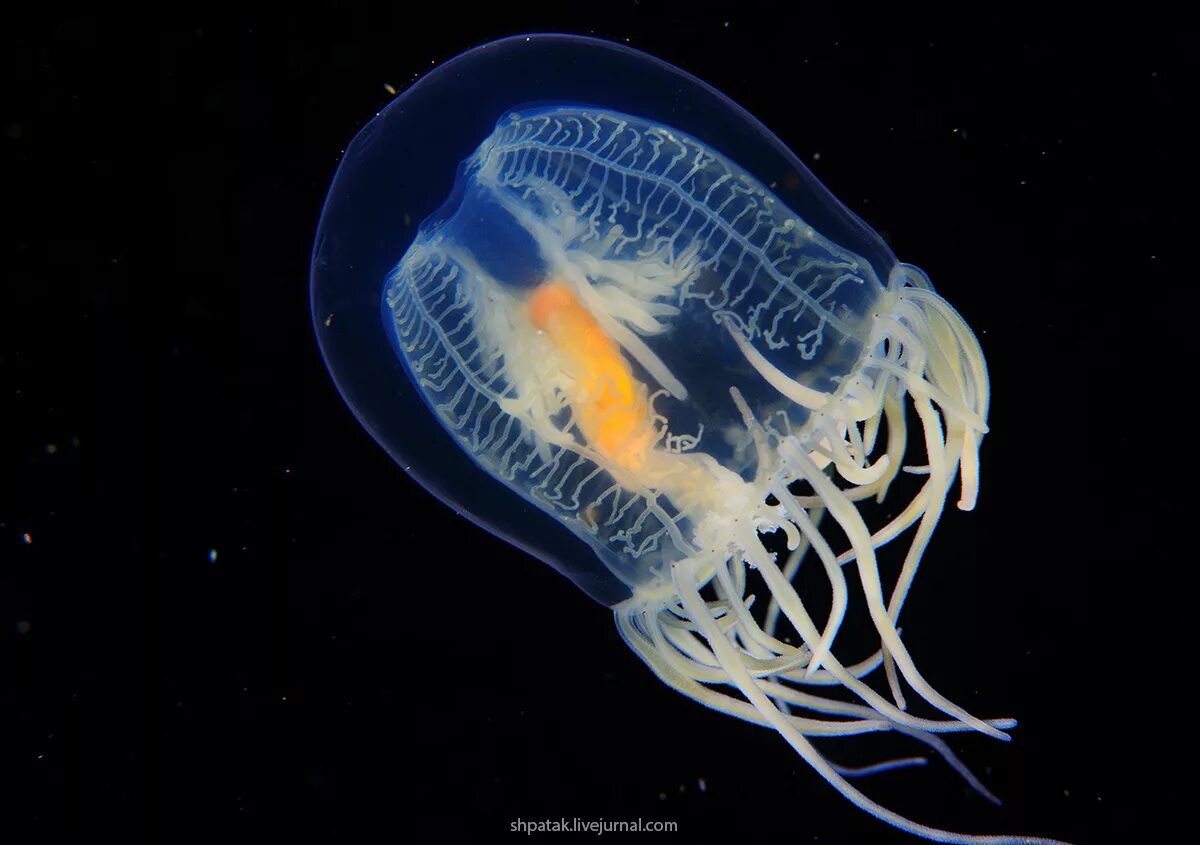 Какие черви кишечнополостные. Гидроидные медузы. Гидроидные медузы и полипы. Гидроидные Кишечнополостные. Гидроидные полипы Кишечнополостные.