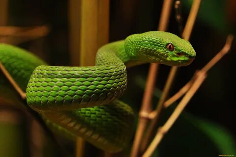 Snake змея