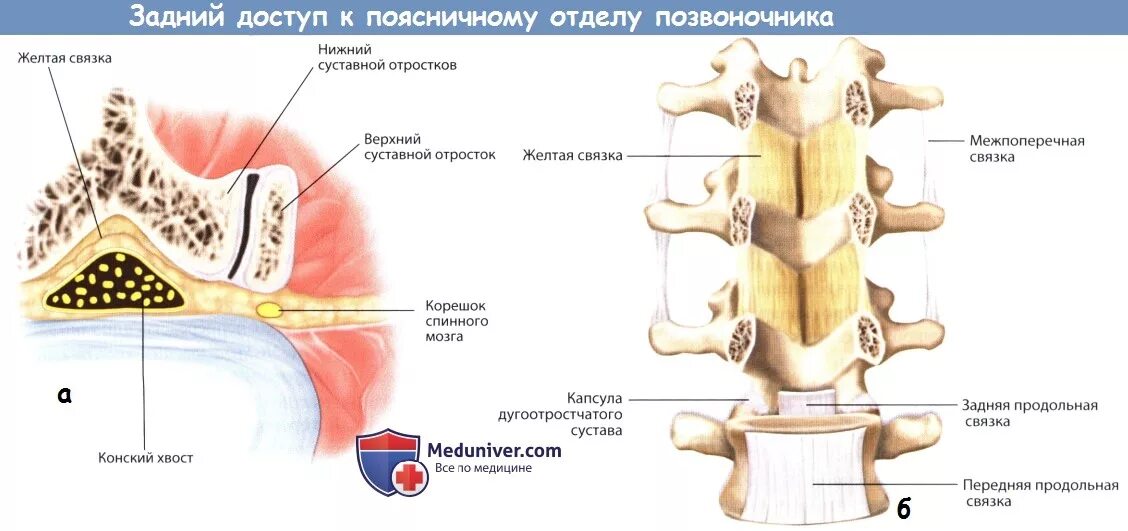 Задняя продольная связка позвоночника. Межпоперечная связка позвоночника. Передняя продольная связка позвоночника. Связки поясничного отдела позвоночника.