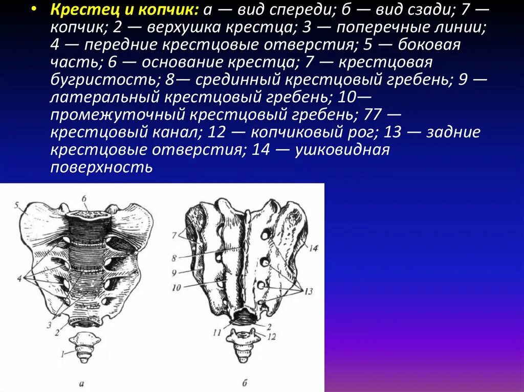 Позвонки копчика рентген анатомия. Крестец анатомия человека. Крестец и копчик вид спереди. Копчик вид спереди строение.