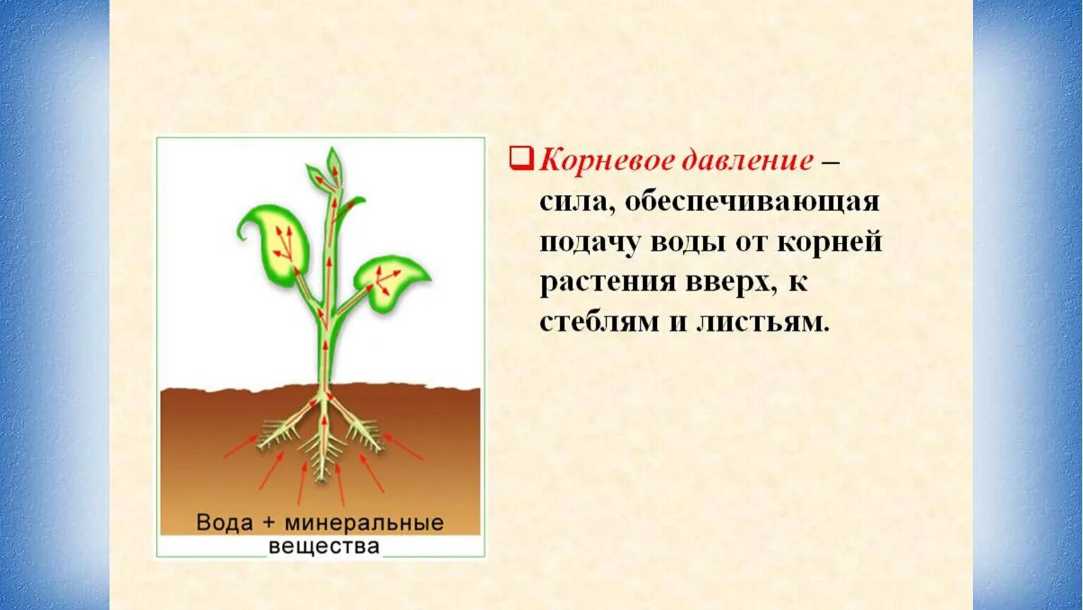 Корневое давление. Корневое давление 6 класс биология. Поглощение воды растением. Опыт всасывание воды корнями. Лабораторная работа по биологии передвижение воды