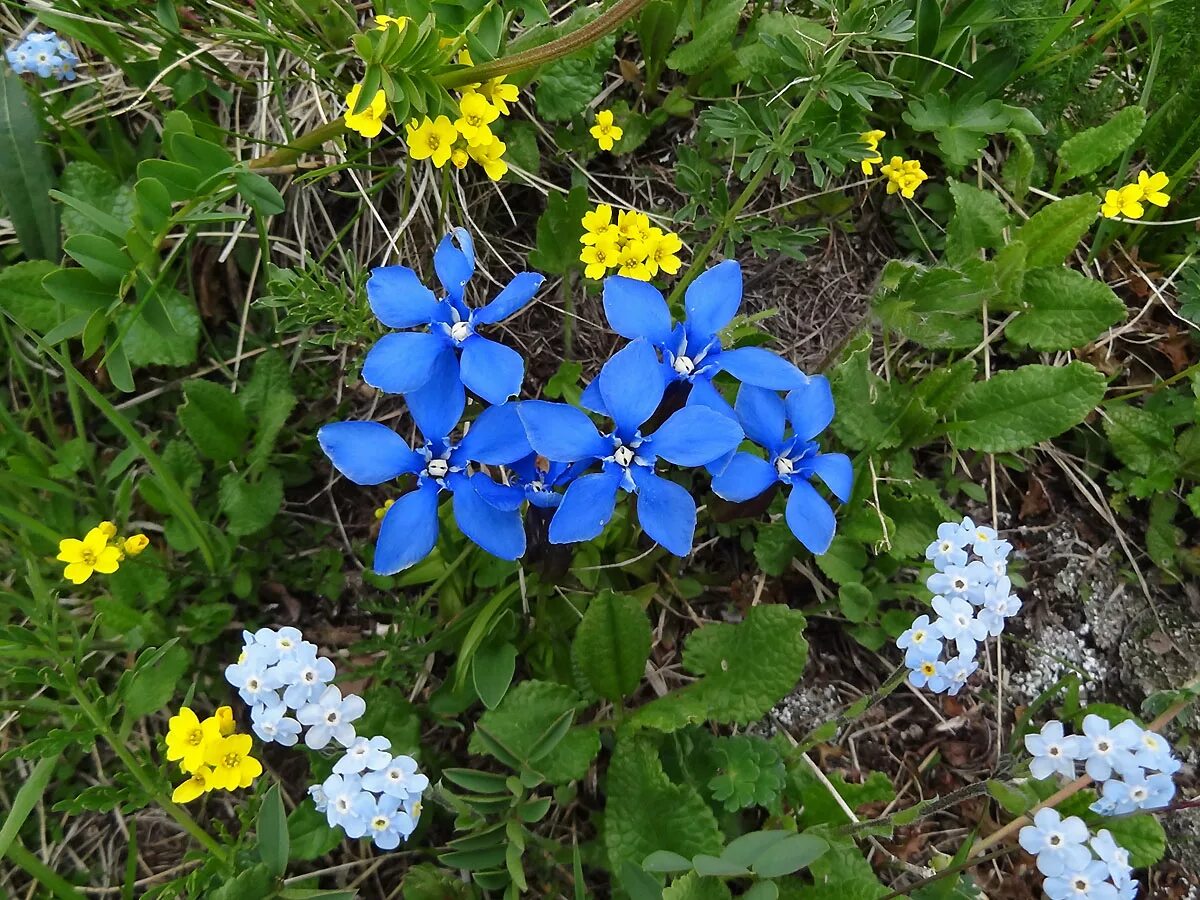 Сел растение. Горечавковые Кавказа. Горечавка. Синие цветы названия. Северный синий цветок.