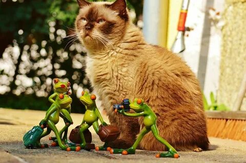 Лягушка кошка