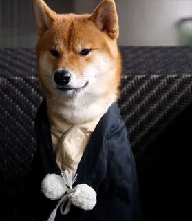 14 Adorable Pictures Of Shiba Inu To Help You Get Through The Day Page 2 of...