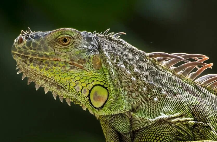 Pin en malarstwo inspiracje Fotos de animales salvajes, Iguanas, Animales invert