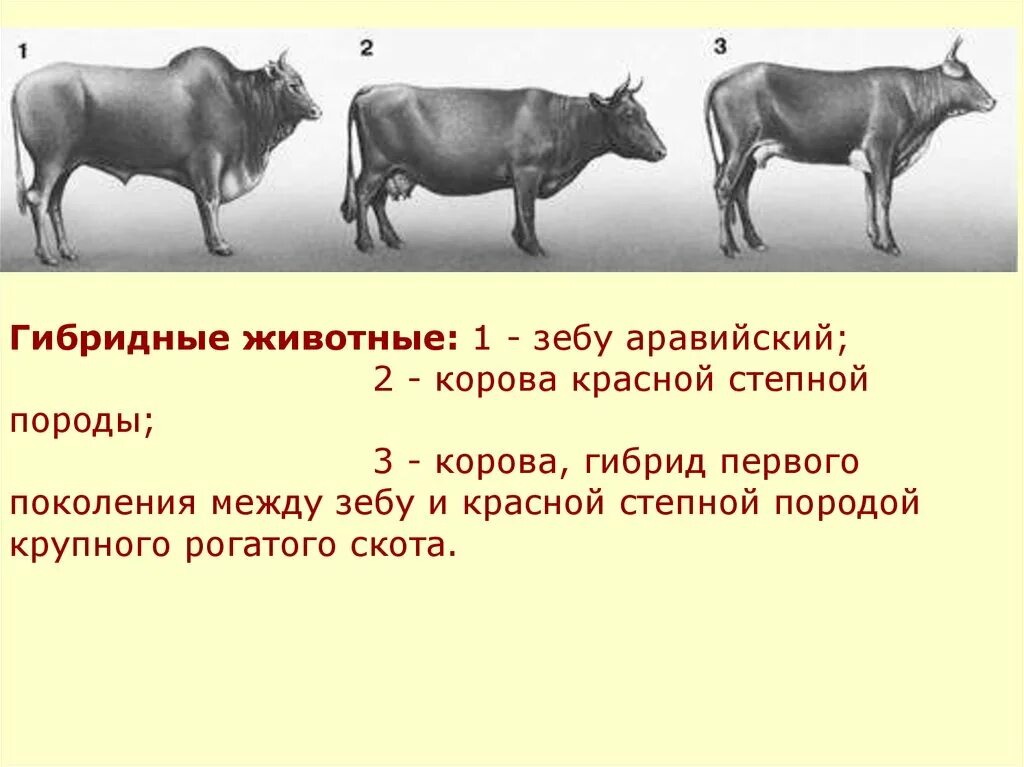 Селекционные животные. Селекция животных. Селекция крупного рогатого скота. Методы селекции крупного рогатого скота.