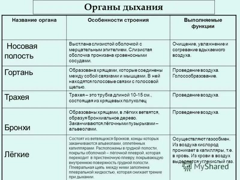Функции органов дыхания человека 8 класс