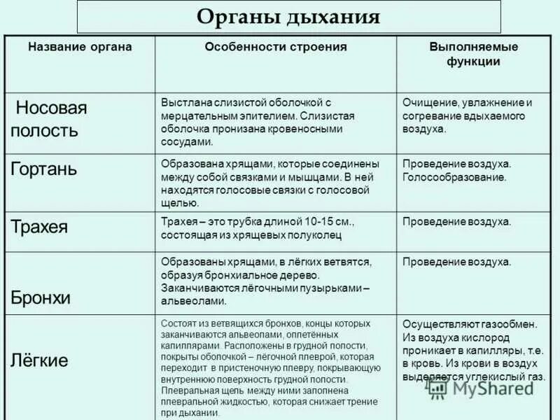 Органы дыхания особенности строения и функции таблица. Органы дыхания их структура и функции. Строение и функции органов дыхания таблица 8 класс биология. Таблица строение и функции органов дыхания 8 класс.