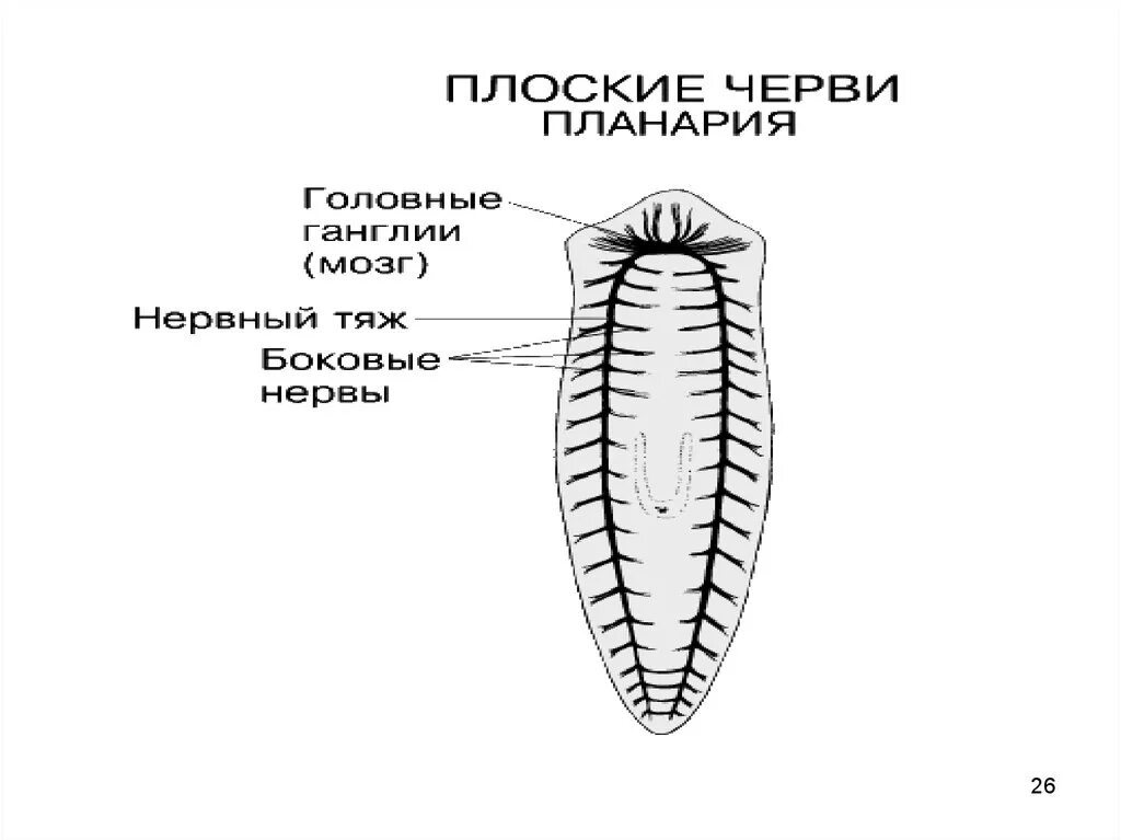 Лестничные черви. Тип нервной системы у планарии. Тип плоские черви нервная система. Лестничная нервная система планарии. Нервная система лестничного типа у плоских червей.