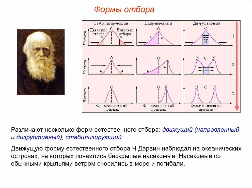 Сравнение форм отбора. Формы естественного отбора Дарвина. Формы естественного отбора движущий стабилизирующий дизруптивный. Схема естественного отбора движущий стабилизирующий дизруптивный. Формы естественного отбора по Дарвину таблица.