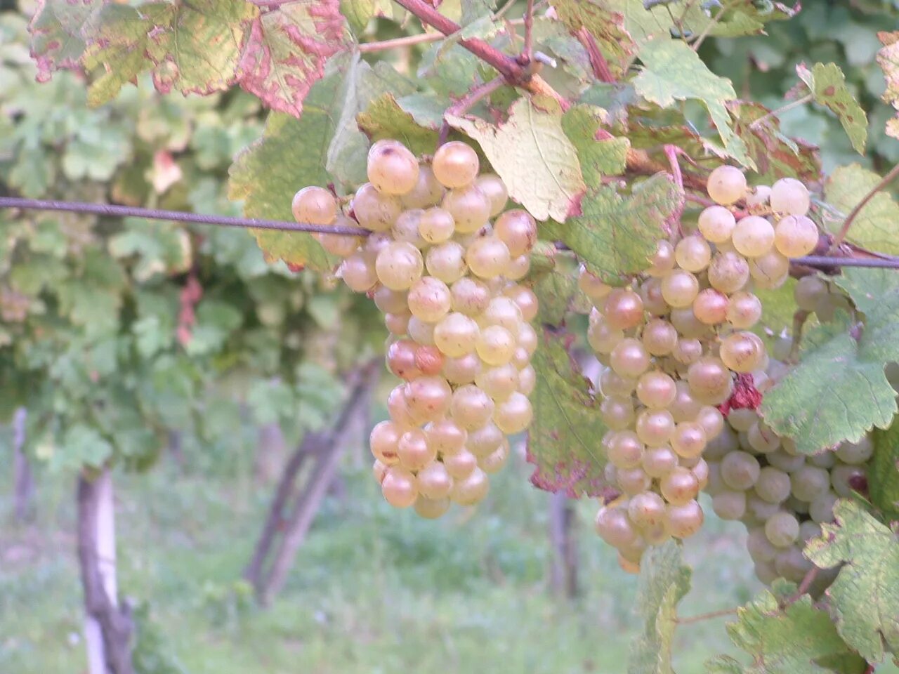Виноград сорт голд. Виноград макабео. Виноградство в севастополе. Виноград сорт голд. Виноград оницканский белый.
