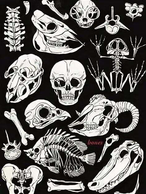 Bone art. Bones арт. Bones арты. Куча нарисованных костей.