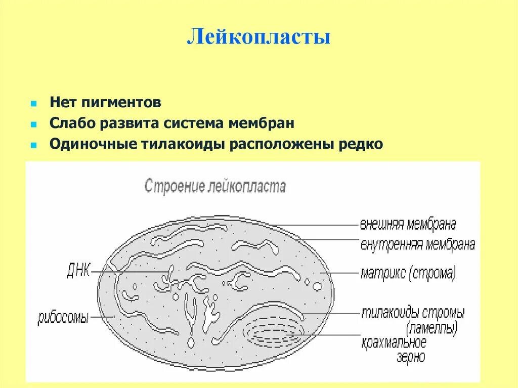 Лейкопласты в растительной клетке. Лейкопласт строение органоида. Строение растительной клетки пластиды лейкопласты. Строение растительной клетки лейкопласты. Лейкопласты строение.