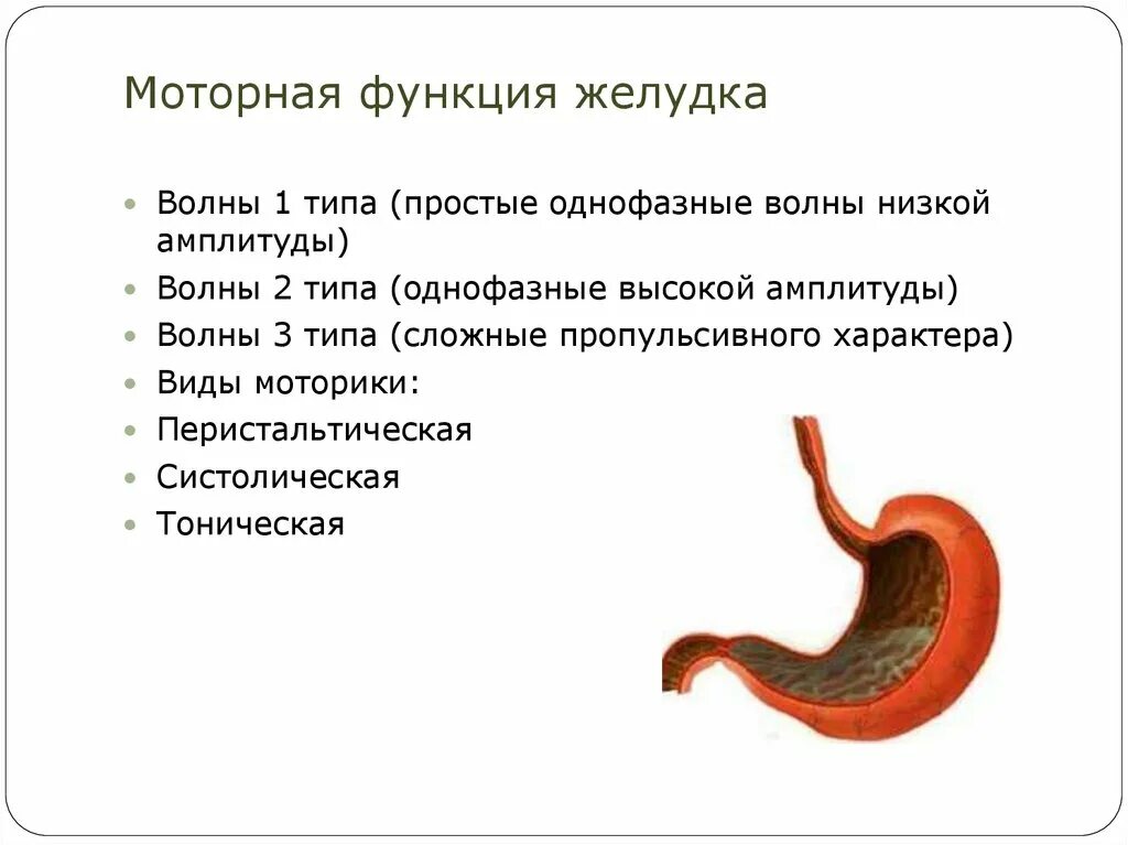 Функции желудка человека. Перечислите функции желудка. Моторная функция желудка. Основная функция желудка человека.