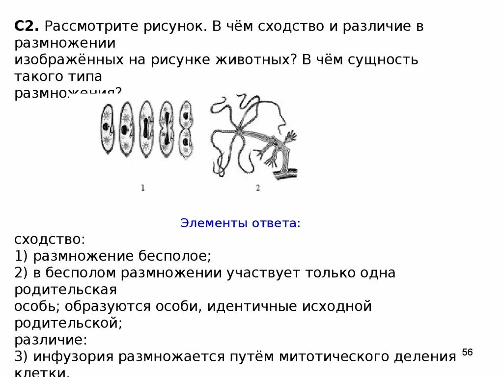 В чем сходство и различие изображенных животных. На рисунке изображен способ размножения. Какой способ бесполого размножения изображен на рисунке. Какой способ размножения изображён на рисунке.