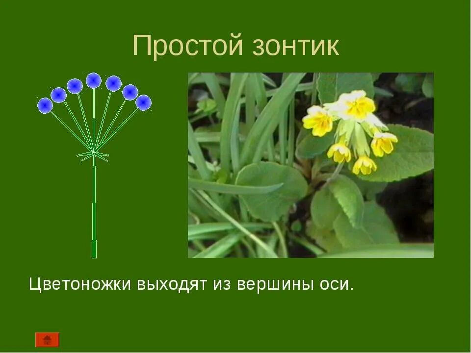 Сидячие цветки на разросшемся плоском ложе соцветия. Соцветие корзинка. Соцветия презентация. Сидячие цветки. Соцветие.