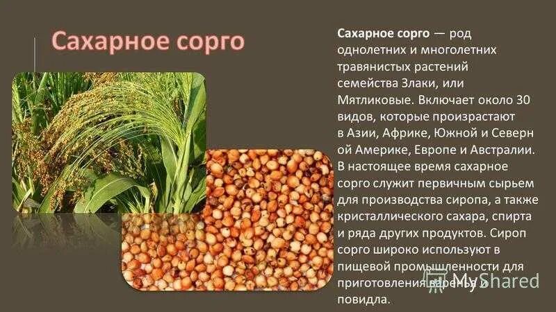 Род сорго. Сахар из сорго. сахар из сахарного сорго. сорго презентация. сахар из стеблей сорго.