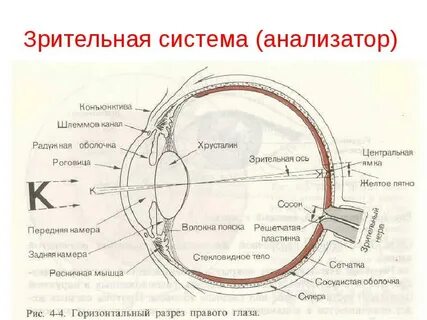 Сенсорные системы зрительный анализатор