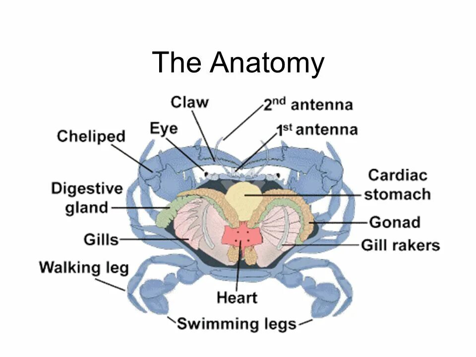 Внутреннее строение краба. Внутренне строение краба. Строение краба внутреннее строение. Строение внутренних органов краба. Органы крабов