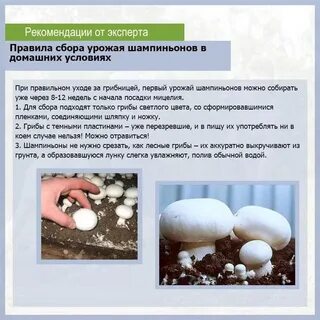 Сколько можно шампиньонов в день