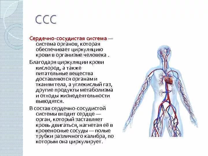 В какую систему органов входит сердце. Кровеносная система органов функции и строение. Сердечно сосудистая система органы и функции. Сердечно-сосудистая система человека анатомия кратко. Общая схема сердечно сосудистой системы физиология.