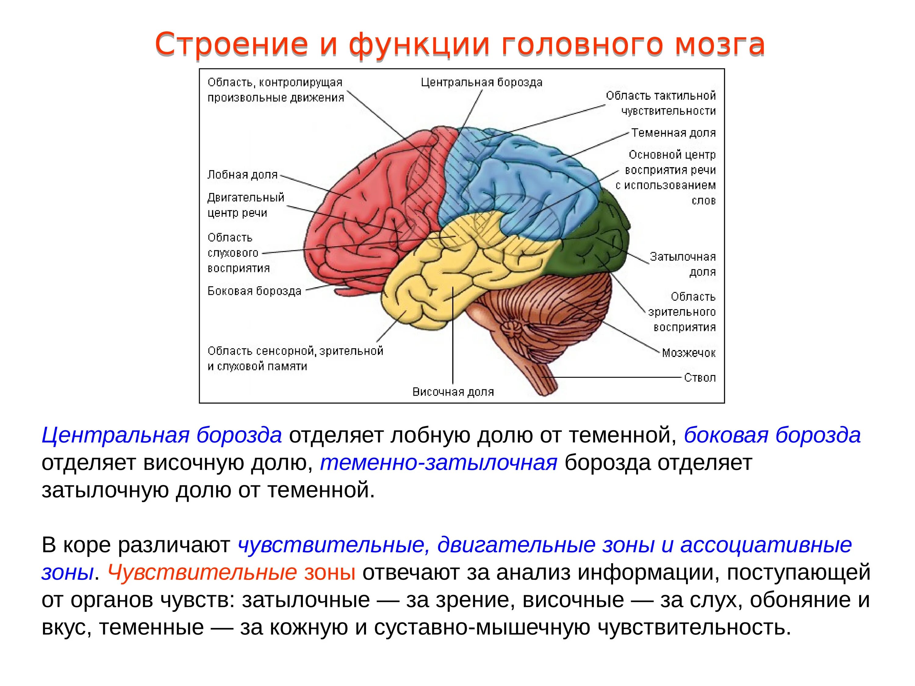 Строение лобной доли мозга анатомия. Доли полушарий головного мозга островковая.