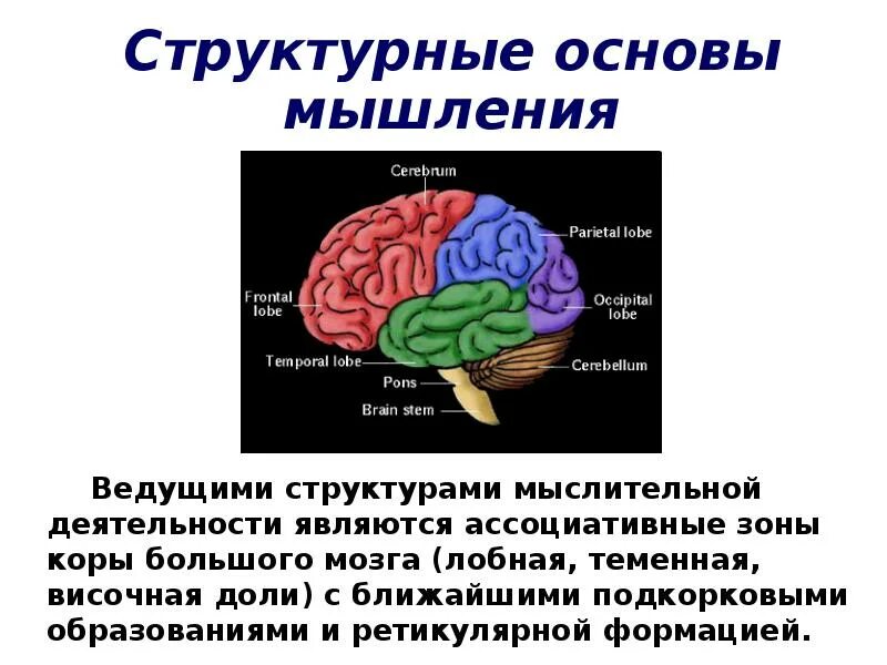 Высшие функции мозга. Психические функции мозга. Умственные функции мозга. Психические функции мозга человека. Локализация психических функций в мозге