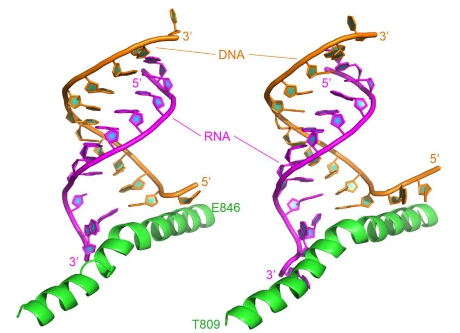 ДНК полимераза DNA. ДНК гибрида. ДНК скорпиона. ДНК И РНК.
