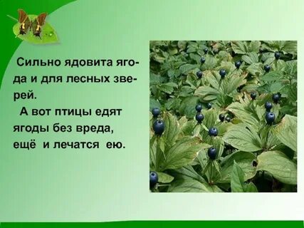Ягоды какого растения ядовиты