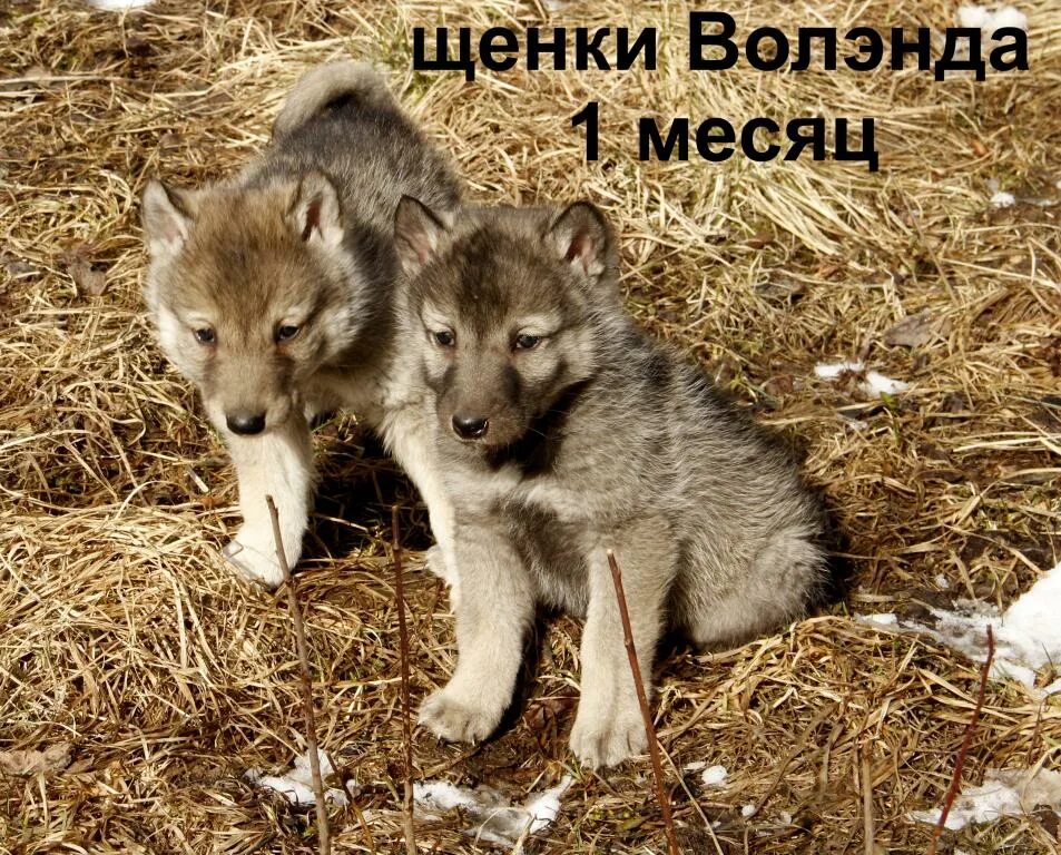 Если предположить что волчонок с месячного возраста. Порода волэнд. щенки волков. щенки волэнда. волчонок 1 месяц.