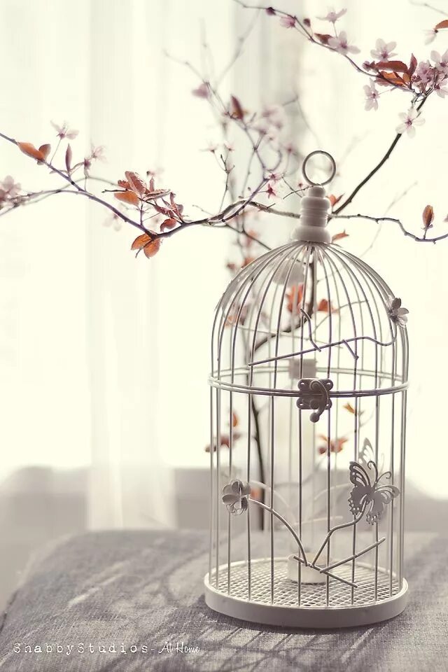 Птица в клетке эстетика. Птица в клетке эстетика. Птичья клетка эстетика. Тюрьма сознания. Клетка эстетика.