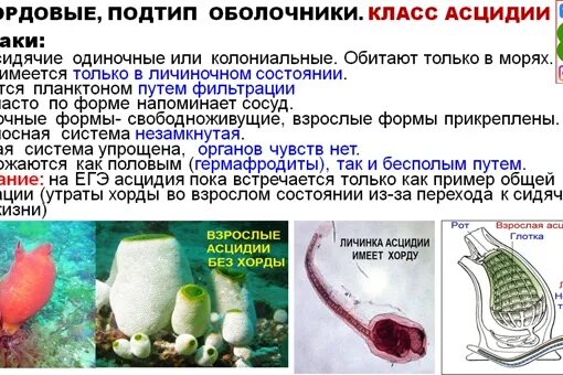 Образ жизни асцидии. Асцидия переходная форма. личинка асцидии. строение личинки асцидии. метаморфоз личинки асцидии.