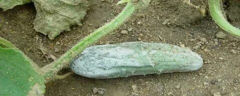 Плесень на огурцов