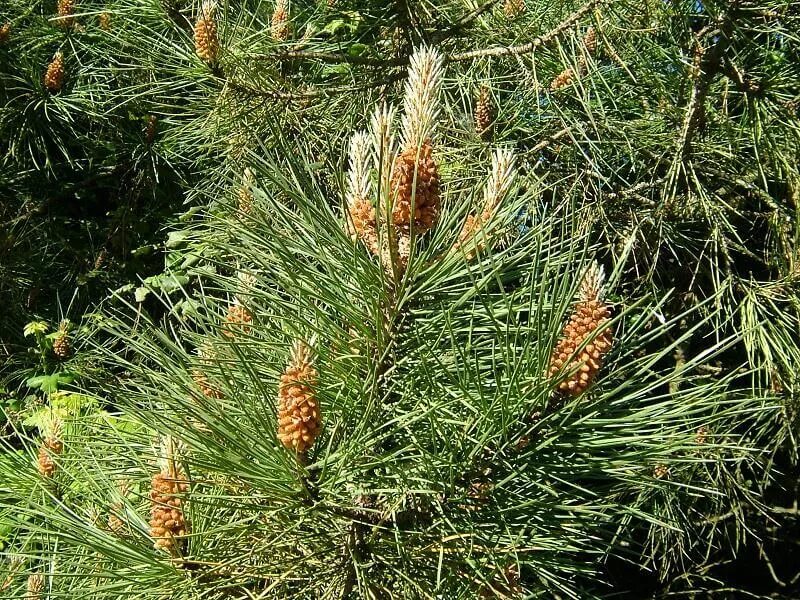 Порядки хвойных. Сосна обыкновенная Pinus Sylvestris. Сосна обыкновенная Pinus Sylvestris l. Pinus Sylvestris почки. Сосновые (порядок).