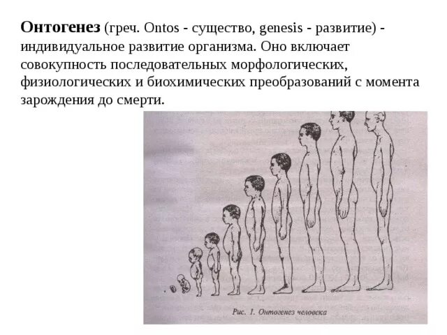 Как называется индивидуальное развитие человека. Схема индивидуального развития онтогенез. Эмбриональный онтогенез человека схема. Индивидуальное развитие организмов - онтогенез это совокупность. Схема онтогенеза 11 класс.