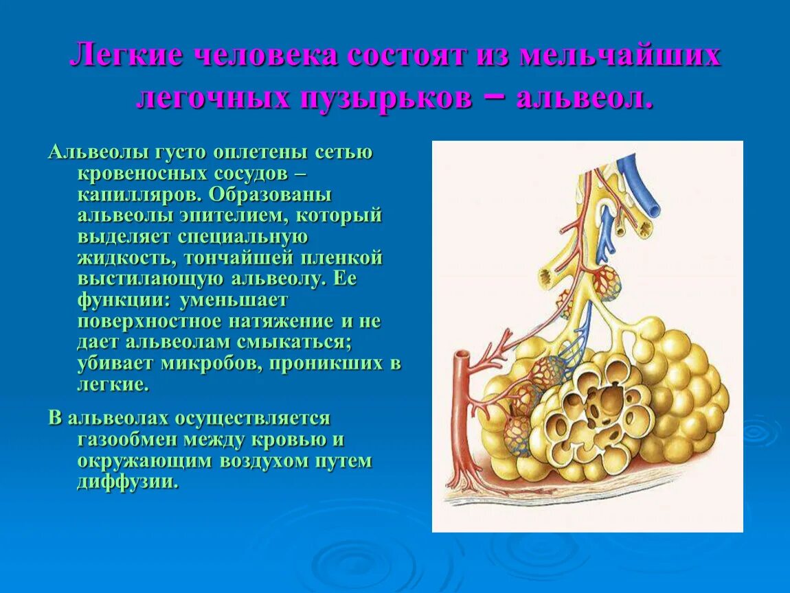 Легочные пузырьки в легких. Альвеолы это лёгочные пузырьки. Стенка альвеолы образована. Строение альвеол. Альвеолы состоят из.