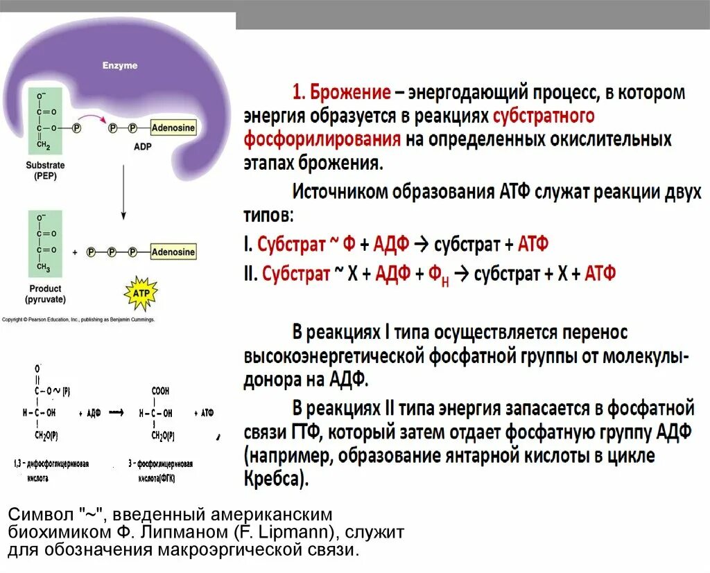 Этапы энергообмена синтеза АТФ. Цикл Кребса и окислительное фосфорилирование. Энергетический метаболизм прокариот. Типы энергетического метаболизма у прокариот. Реакция расщепления атф