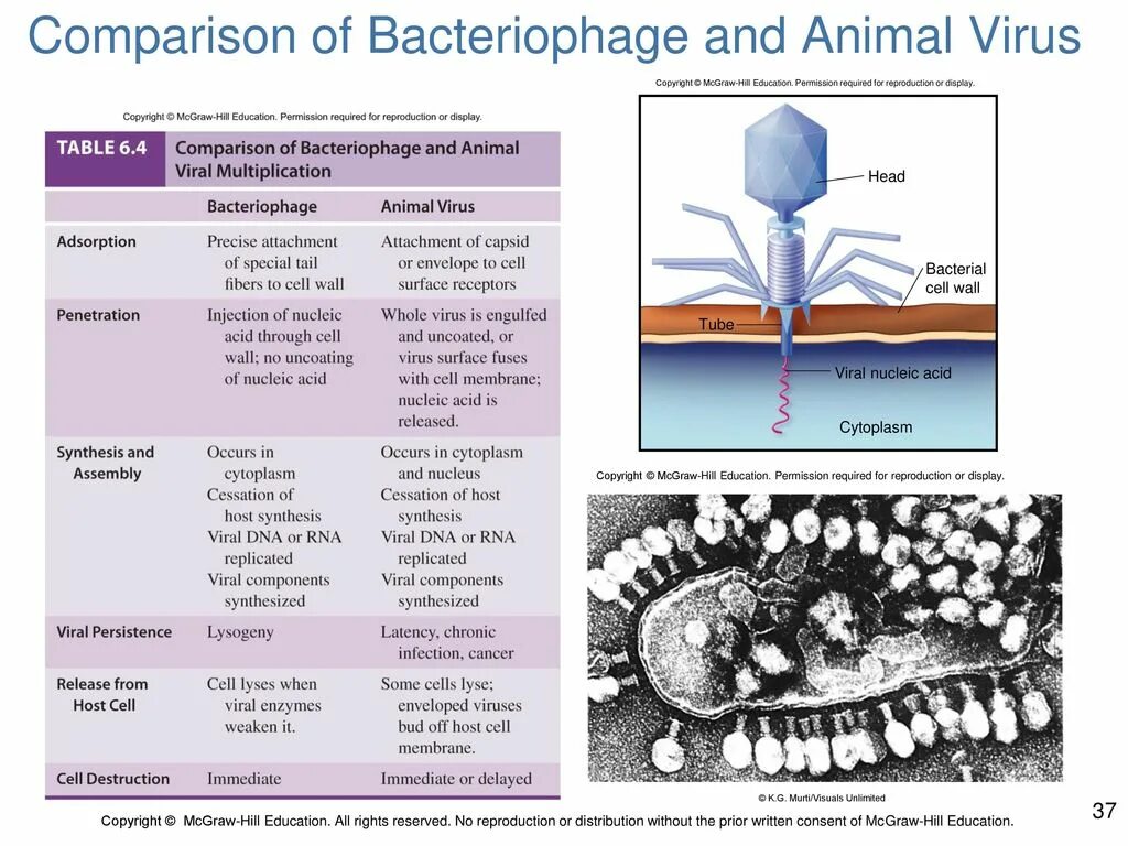 Virus vs virus. Bacteriophages structure. Bacteriophage classification. Bacteriophage Replication. T4 Bacteriophage под микроскопом.