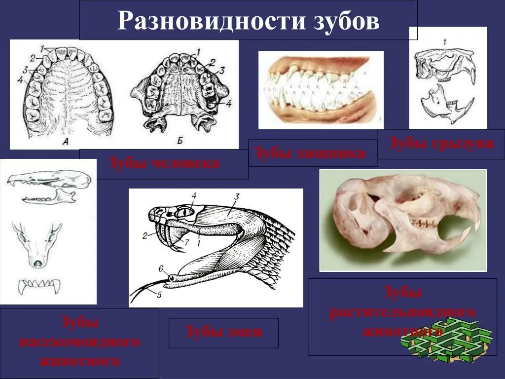 Особенности строения зубной системы парнокопытных. Зубные системы животных. Строение зубов травоядных животных. Строение зубов плотоядных.