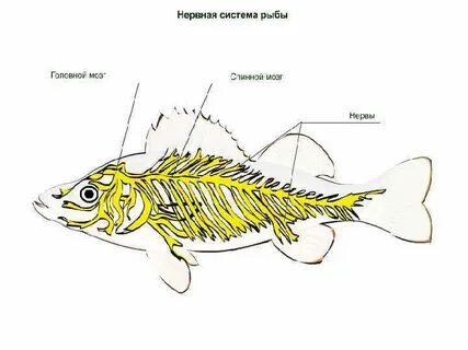 5 систем рыб